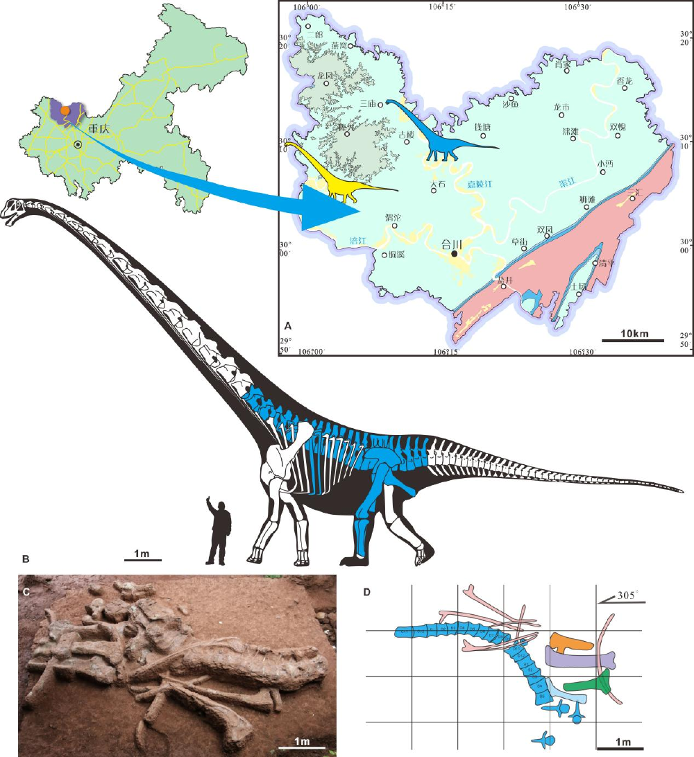 化石发现点地质简图与保存材料及骨骼复原图(骨骼复原图中蓝色部分为保存的化石)。受访者供图