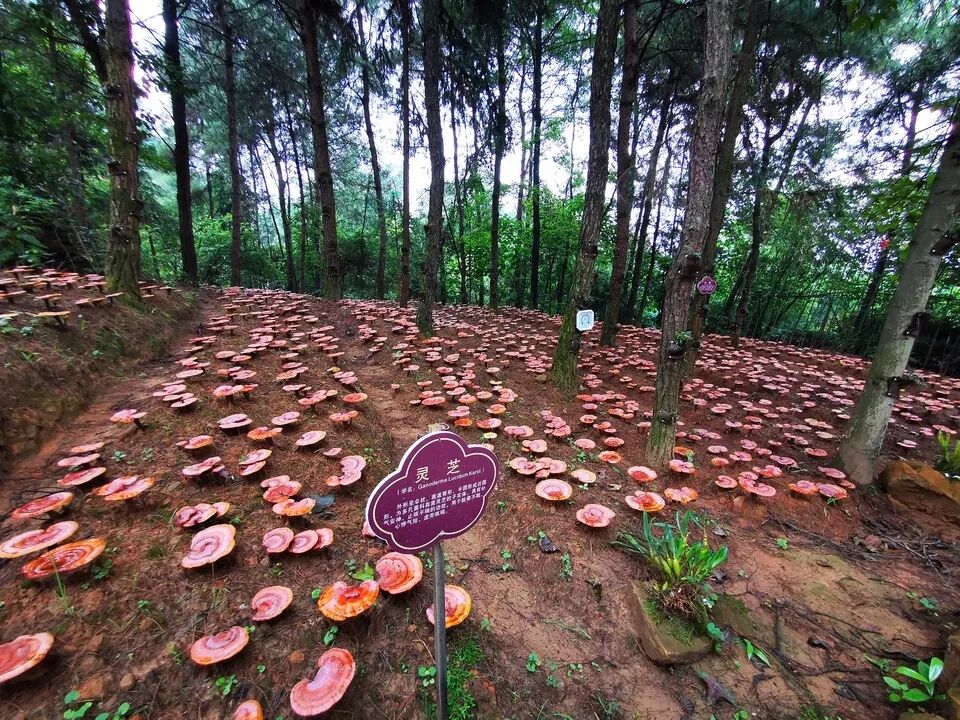 重庆维近生态农业发展股份有限公司的灵芝庄园.jpg